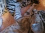 Stella's beauties - Bengal Kitten For Sale - Cleburne, TX, US