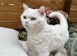 Yoda - Scottish Straight Cat For Adoption - Bremerton, WA, US