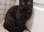 Becky - Scottish Fold Kitten For Sale - 