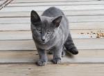 Gracy - Russian Blue Kitten For Adoption - Chicago, IL, US