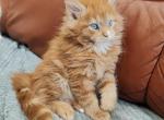 Dendi - Maine Coon Kitten For Sale - Miami, FL, US