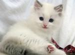 Zeda - Domestic Kitten For Sale - 