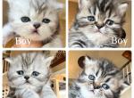 Penelopes Kittens New Pictures - Persian Kitten For Sale - 