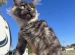 Everest - Maine Coon Kitten For Sale - 