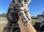 Asia - Maine Coon Kitten For Sale - 