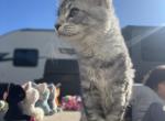 Smokey - Maine Coon Kitten For Sale - 