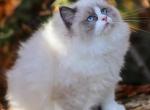 Bruno - Ragdoll Kitten For Sale - Ivano-Frankivsk, Ivano-frankivsk Oblast, UA