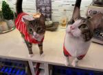 Buster and Batman - Domestic Cat For Adoption - Longwood, FL, US