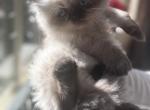 Breshka - Persian Kitten For Sale - 