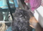 Smoky - Persian Kitten For Sale - Allen, TX, US