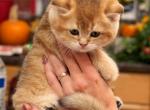 Scottish Straight Kittens - Scottish Straight Kitten For Sale - Elmwood Park, IL, US