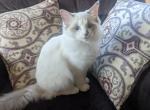 Dora - Ragdoll Kitten For Sale - Lenexa, KS, US