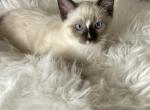 Ragamese Dolls - Ragdoll Kitten For Sale - 