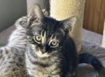 Tulip - Bengal Kitten For Sale - Concord, NH, US