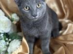 RB male and female - Russian Blue Kitten For Sale - IL, US