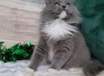 Sapphire - Ragdoll Kitten For Sale - Orlando, FL, US