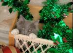 Stormy - Ragdoll Kitten For Sale - 