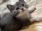 Sweet Scottish Straight Kitten - Scottish Straight Kitten For Sale - Springdale, AR, US