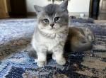 Oscar - Scottish Straight Kitten For Sale - Houston, TX, US