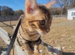 Fat Face - Bengal Kitten For Sale - NJ, US