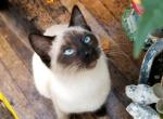 Siamese and lynx points - Siamese Kitten For Sale - 