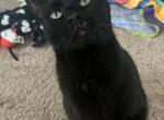 Ace - Domestic Cat For Adoption - 