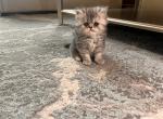 Trifle - Persian Kitten For Sale - Allen, TX, US