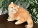 British Shorthair Bright Golden Shiba Marking - British Shorthair Kitten For Sale - 