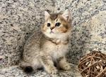 British Dark Golden  Female - British Shorthair Kitten For Sale - 