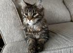 Darlin - Maine Coon Kitten For Sale - 