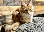 Darcy - Maine Coon Kitten For Sale - 