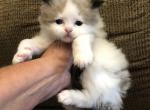 Badger - Ragdoll Kitten For Sale - Burlington, WI, US