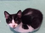 Jack - American Shorthair Kitten For Sale - 