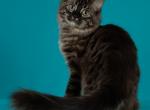 Bengals Kittens Available - Bengal Kitten For Sale - Barrie, Ontario, CA