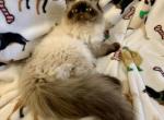 Topnotchofme Mobee - Persian Kitten For Sale - 