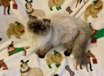 Topnotchofme Miley - Persian Kitten For Sale - 