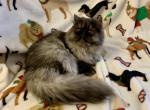 Topnotchofme Maybelline - Persian Kitten For Sale - Bangor, ME, US