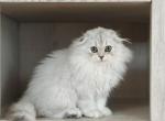 Panda - Scottish Fold Kitten For Sale - Miami, FL, US