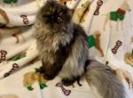 Topnotchofme Molly - Persian Kitten For Sale - 