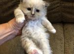 Ragdoll Blue Point Holiday Delight - Ragdoll Kitten For Sale - 