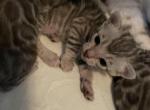 Silver Bengal Kittens - Bengal Kitten For Sale - 