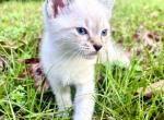 Fawn - Siamese Kitten For Sale - 