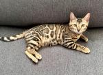 Sahara - Bengal Kitten For Sale - Portland, OR, US