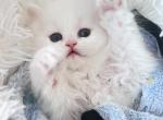 Sweety - Persian Kitten For Sale - Discovery Bay, CA, US