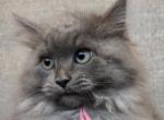 Luna RESERVED - Siberian Kitten For Sale - Arnold, MO, US