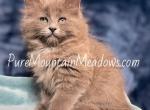 Beautiful Blue Ragdolls - Ragdoll Kitten For Sale - 