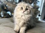 Scottish Fold girl - Scottish Fold Kitten For Sale - Orlando, FL, US