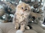 Scottish Fold girl - Scottish Fold Kitten For Sale - Orlando, FL, US