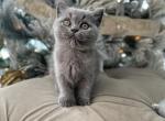 Blue Scottish Straight - Scottish Straight Kitten For Sale - Orlando, FL, US