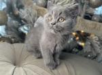 Blue Scottish Straight Girl - Scottish Straight Kitten For Sale - Orlando, FL, US